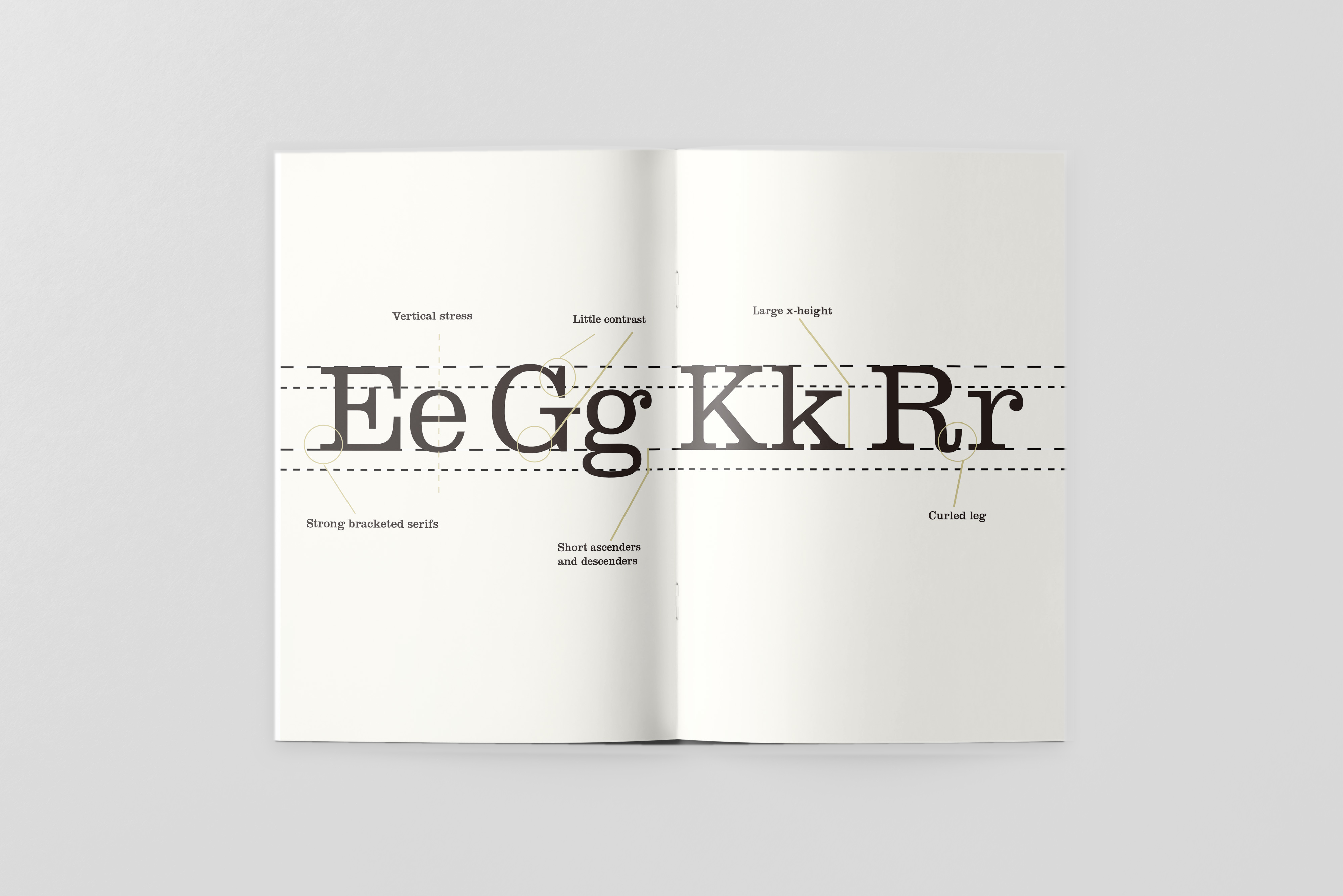 Clarendon type anatomy spread